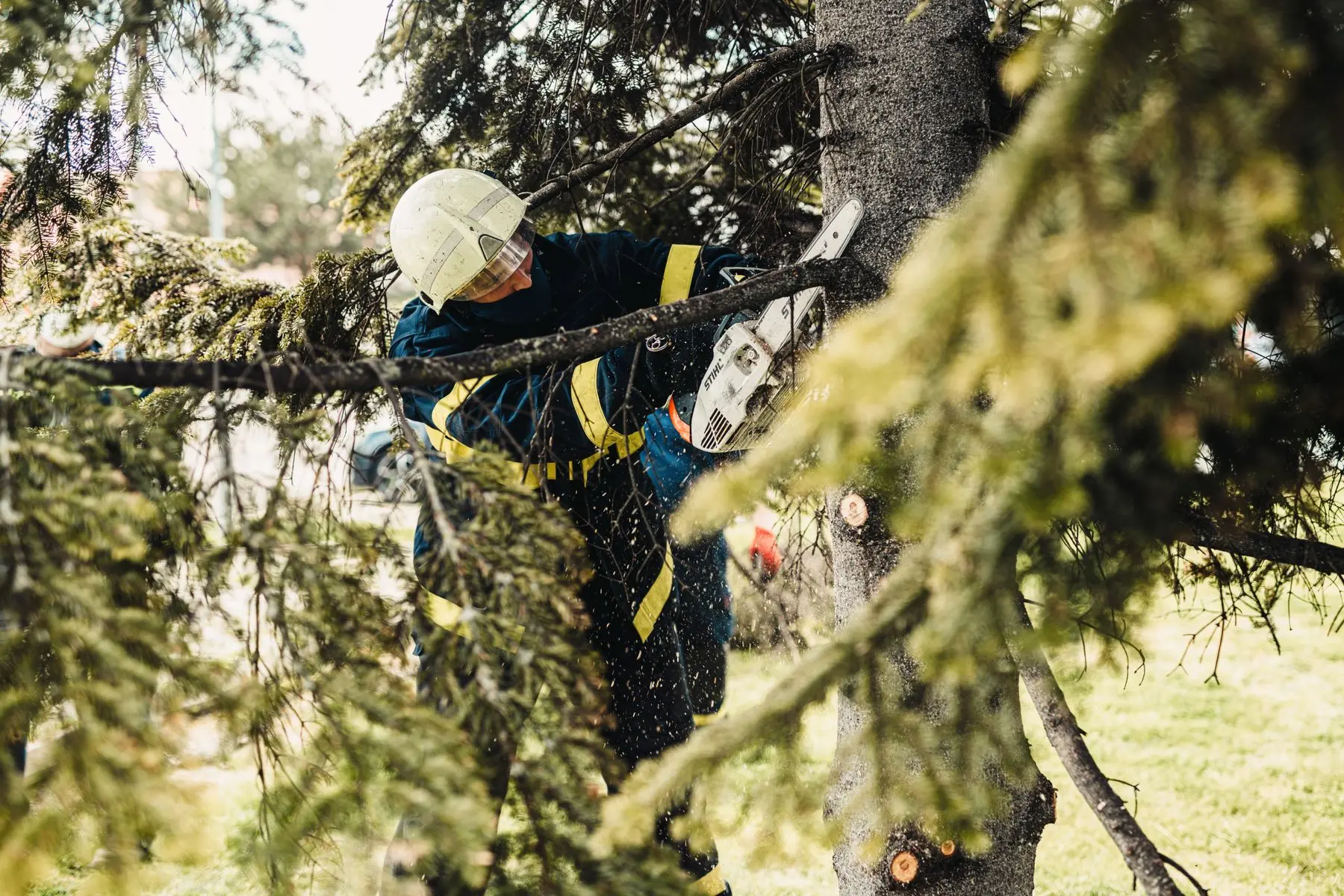 Tree trimming performed with professional safety equipment
